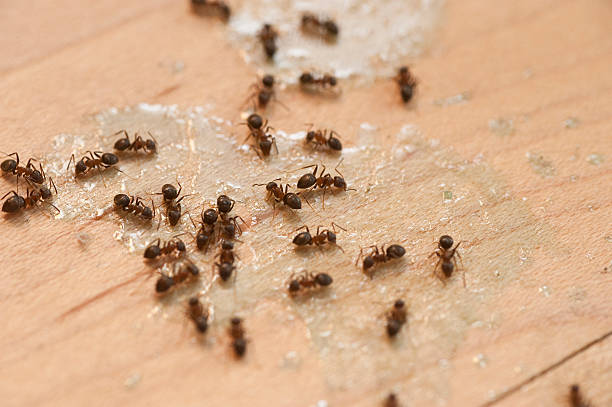 Best Pest Prevention Services  in Lake Bryan, TX